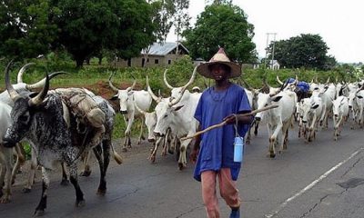 Nigeria Bans Open Grazing, Launches Modern Ranching Program to Transform Livestock Sector