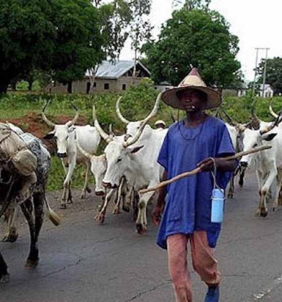 Nigeria Bans Open Grazing, Launches Modern Ranching Program to Transform Livestock Sector