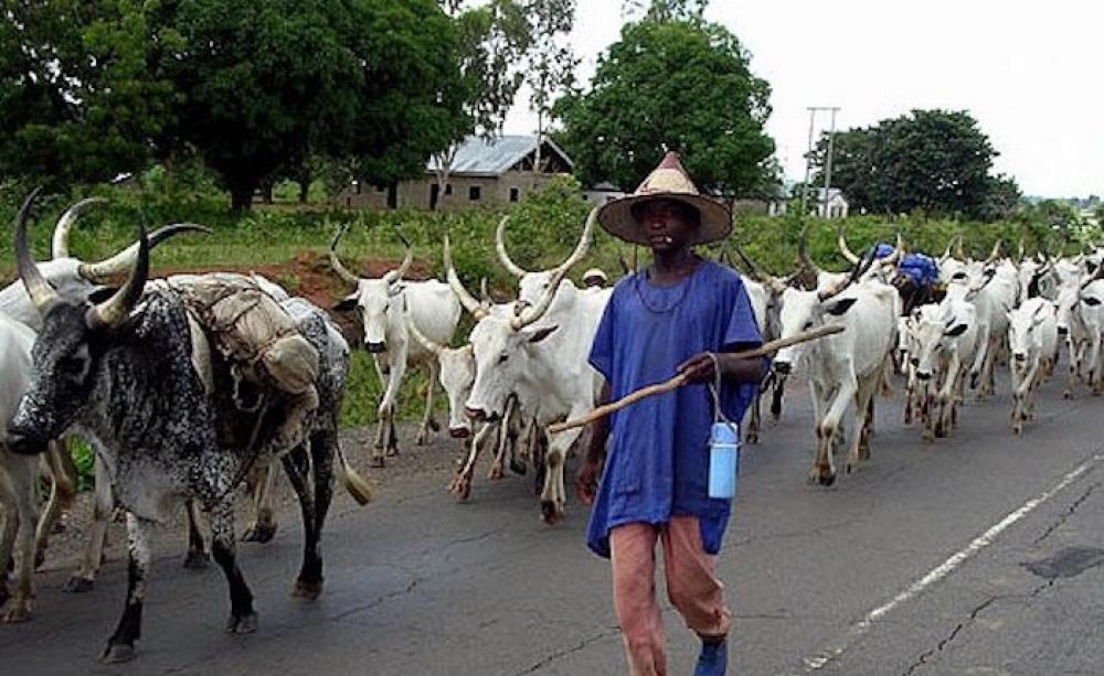 Nigeria Bans Open Grazing, Launches Modern Ranching Program to Transform Livestock Sector